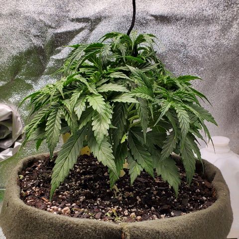 Liz Lemon growlog timeline photo