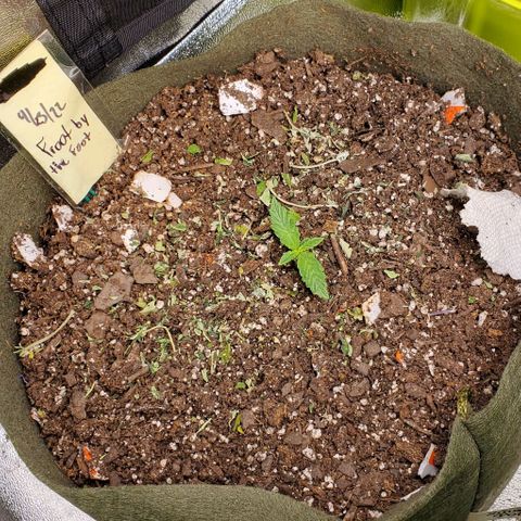 Princess Peach growlog timeline photo