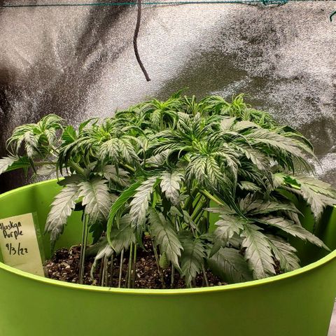 Lofty Moose growlog timeline photo