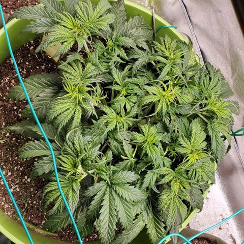 Lofty Moose growlog timeline photo
