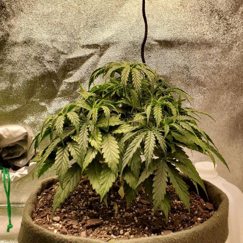 Liz Lemon growlog timeline photo