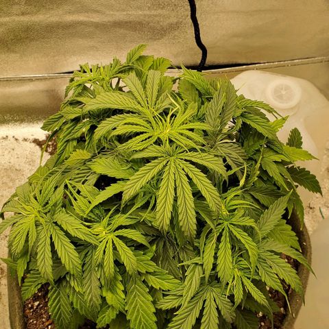 Liz Lemon growlog timeline photo