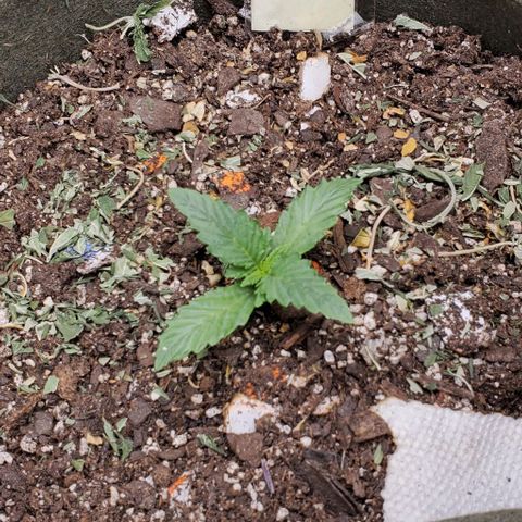 Princess Peach growlog timeline photo