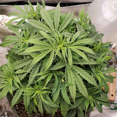 Liz Lemon growlog timeline photo
