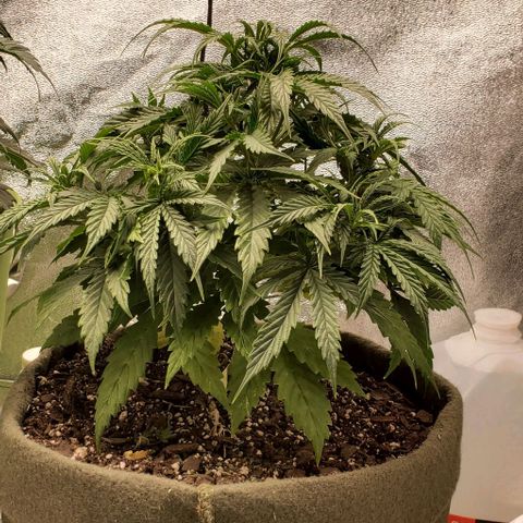 Liz Lemon growlog timeline photo