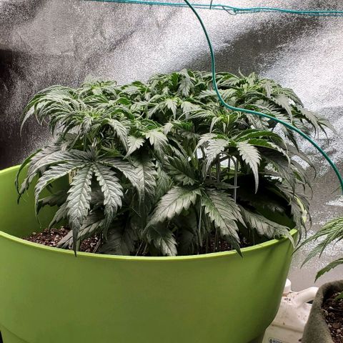 Lofty Moose growlog timeline photo