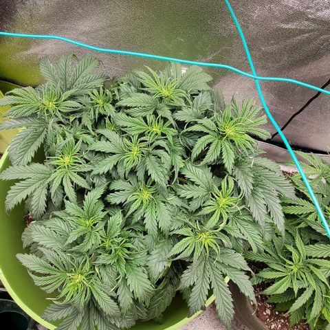 Lofty Moose growlog timeline photo