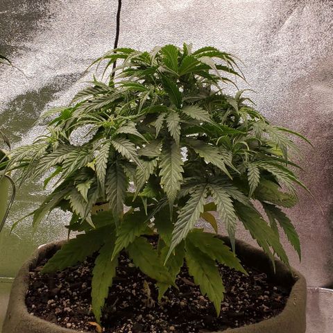Liz Lemon growlog timeline photo
