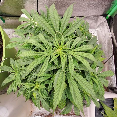 Liz Lemon growlog timeline photo