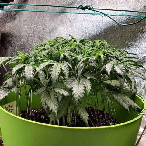 Lofty Moose growlog timeline photo