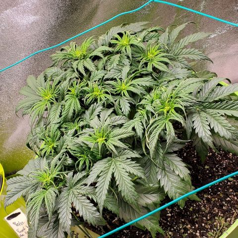 Lofty Moose growlog timeline photo