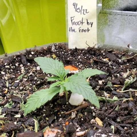 Princess Peach growlog timeline photo