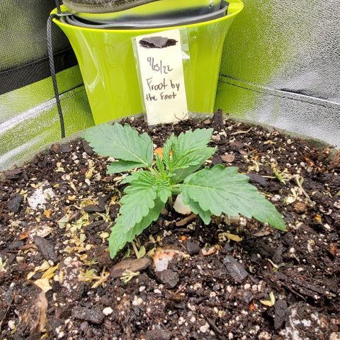 Princess Peach growlog timeline photo