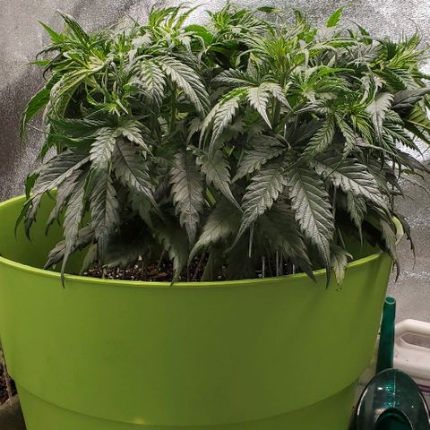 Lofty Moose growlog timeline photo
