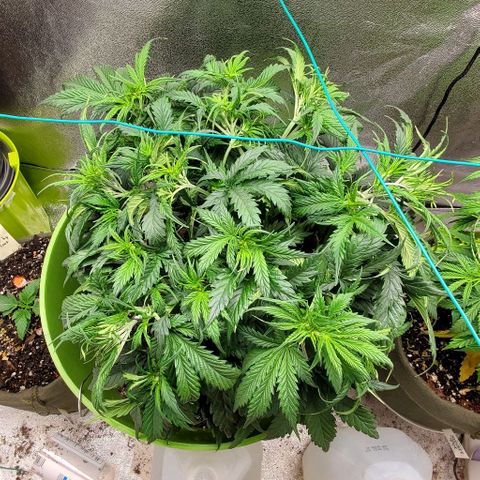 Lofty Moose growlog timeline photo