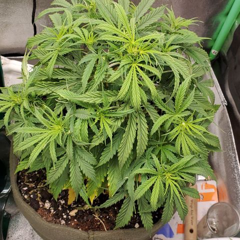 Liz Lemon growlog timeline photo