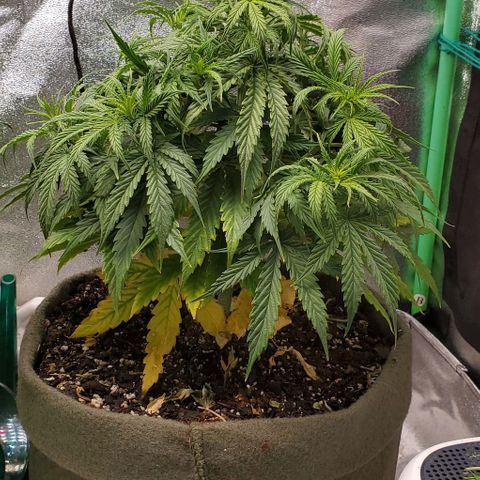 Liz Lemon growlog timeline photo