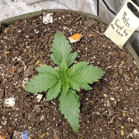 Princess Peach growlog timeline photo
