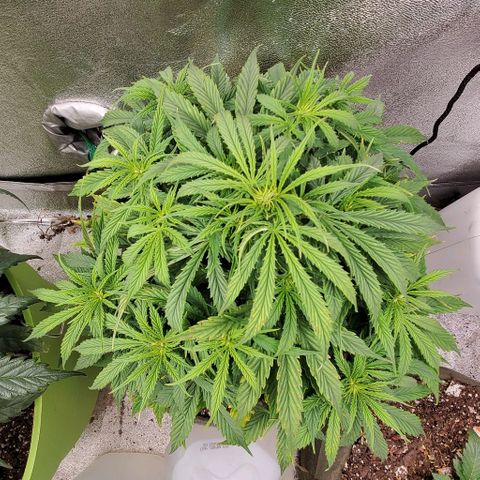 Liz Lemon growlog photo: Magnesium deficiency, gave her some (10mg) calmag
