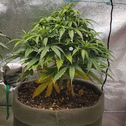 Liz Lemon growlog photo: Magnesium deficiency, gave her some (10mg) calmag