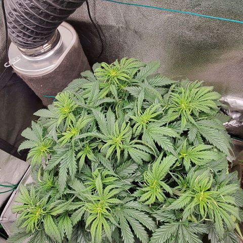 Lofty Moose growlog photo: She's filling out beautifully! 