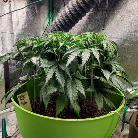 Lofty Moose growlog photo: She's filling out beautifully! 