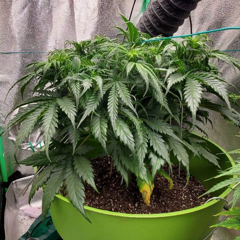 Lofty Moose growlog timeline photo
