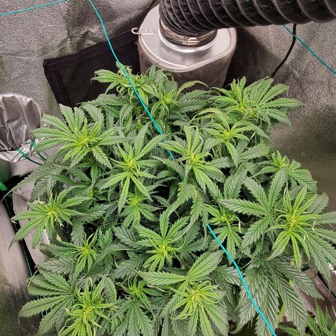 Lofty Moose growlog timeline photo