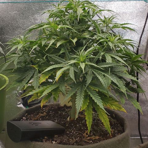 Liz Lemon growlog timeline photo