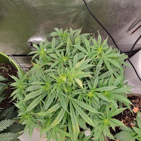Liz Lemon growlog timeline photo