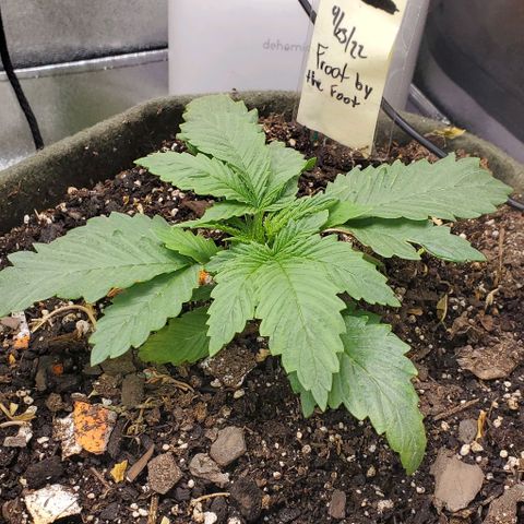 Princess Peach growlog timeline photo