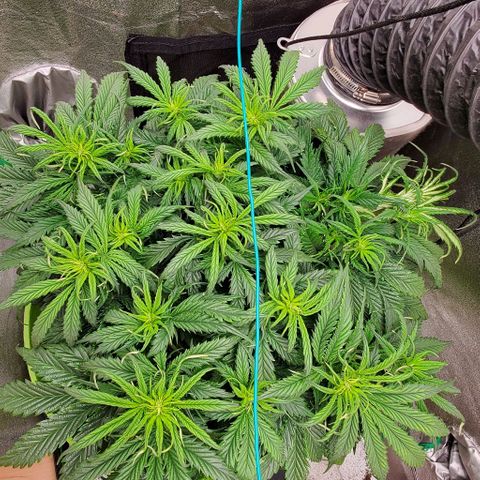 Lofty Moose growlog timeline photo