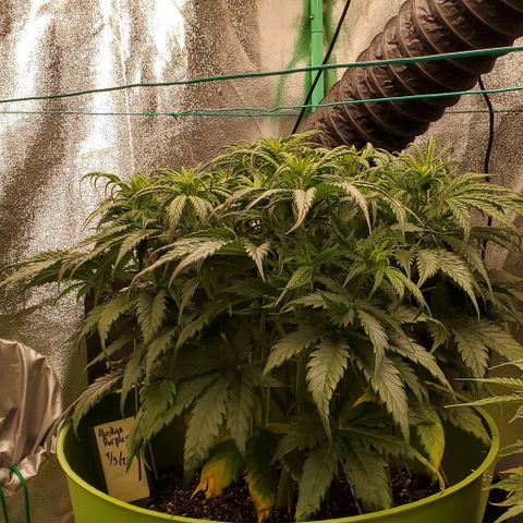 Lofty Moose growlog timeline photo