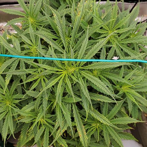 Liz Lemon growlog timeline photo