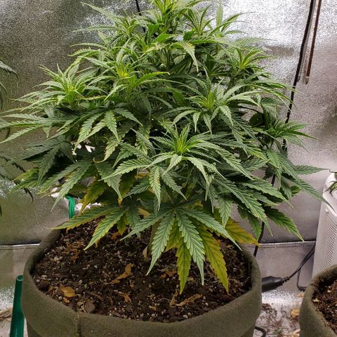 Liz Lemon growlog timeline photo
