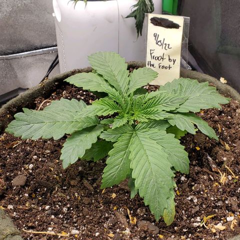 Princess Peach growlog timeline photo