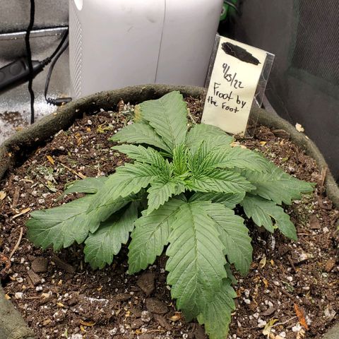 Princess Peach growlog timeline photo