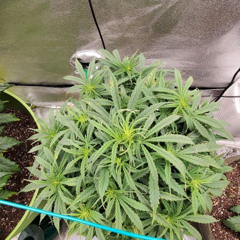 Liz Lemon growlog timeline photo