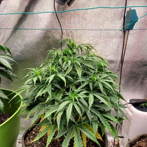 Liz Lemon growlog timeline photo