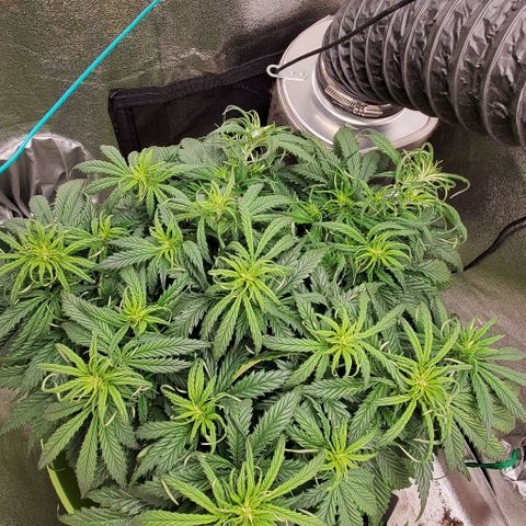 Lofty Moose growlog timeline photo