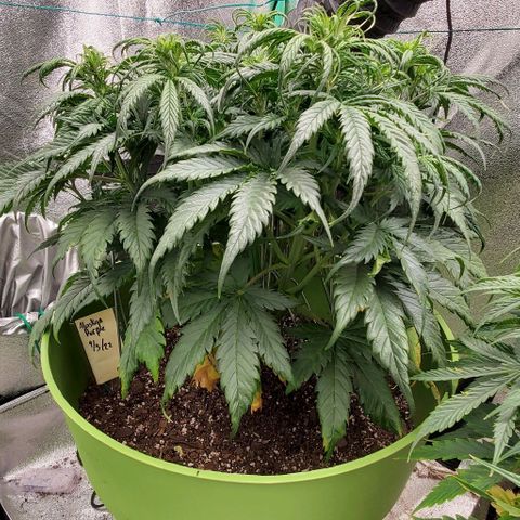 Lofty Moose growlog timeline photo