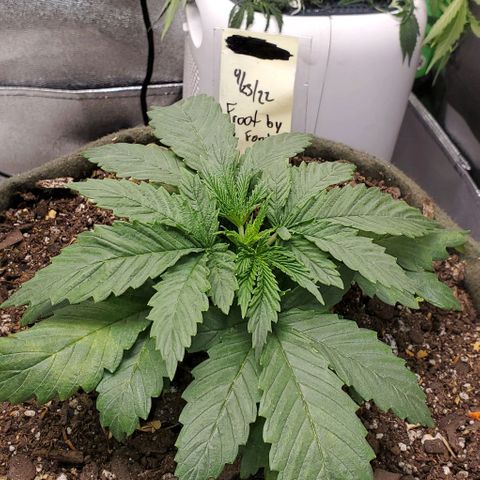 Princess Peach growlog timeline photo