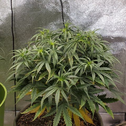 Liz Lemon growlog timeline photo