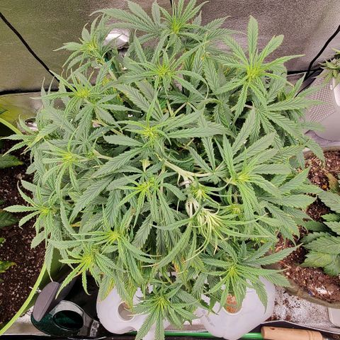 Liz Lemon growlog timeline photo