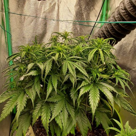 Lofty Moose growlog timeline photo