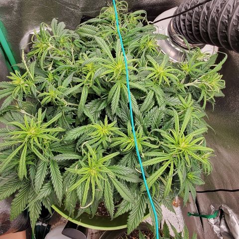 Lofty Moose growlog timeline photo