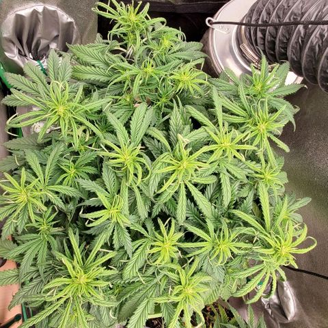 Lofty Moose growlog timeline photo