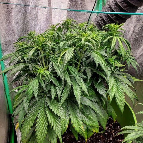 Lofty Moose growlog timeline photo