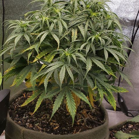 Liz Lemon growlog timeline photo