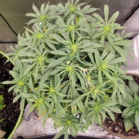 Liz Lemon growlog timeline photo